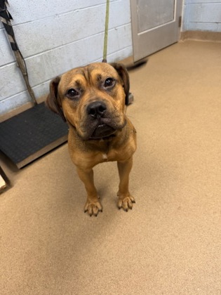 Shelter Stray Male Dog last seen Near Bellflower Ct. Stone mountain, GA 30088, 30088, GA, 3280 Chamblee Dunwoody Rd, Chamblee, GA 30341, USA