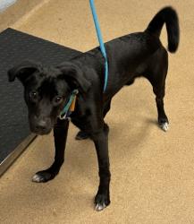 Shelter Stray Male Dog last seen Near Osborne Rd NE, Atlanta, GA 30319, 30319, GA, 3280 Chamblee Dunwoody Rd, Chamblee, GA 30341, USA