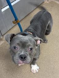 Shelter Stray Male Dog last seen Near Fairington Ridge cir 9103, 30038, GA, 3280 Chamblee Dunwoody Rd, Chamblee, GA 30341, USA