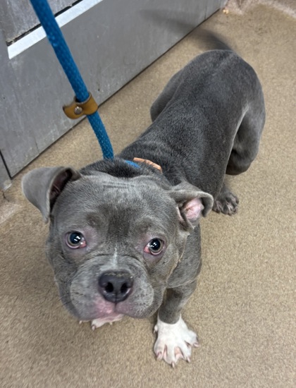 Shelter Stray Male Dog last seen Near Fairington Ridge cir 9103, 30038, GA, 3280 Chamblee Dunwoody Rd, Chamblee, GA 30341, USA