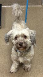 Shelter Stray Male Dog last seen Near North Hairston Road, 30083, GA, 3280 Chamblee Dunwoody Rd, Chamblee, GA 30341, USA