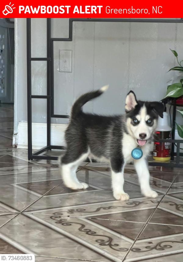Lost Male Dog last seen Wendover near Applebee's, pop shop, motel 6, marriot, Greensboro, NC 27407