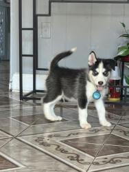 Lost Male Dog last seen Wendover near Applebee's, pop shop, motel 6, marriot, Greensboro, NC 27407
