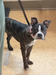 Shelter Stray Female Dog last seen Hampton Rd and E Centre Park Blvd, Desoto, TX, 1150 E Pleasant Run Rd, Cedar Hill, TX 75104, USA