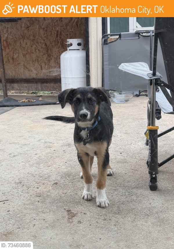 Found/Stray Male Dog last seen S Country Club Dr and 63rd st, Oklahoma City, OK 73159