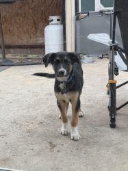 Found/Stray Male Dog last seen S Country Club Dr and 63rd st, Oklahoma City, OK 73159