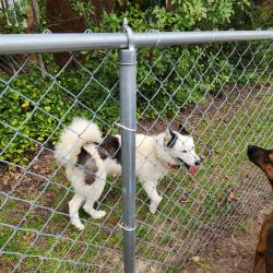 Found/Stray Unknown Dog last seen Dunn rd Fayetteville, Fayetteville, NC 28301