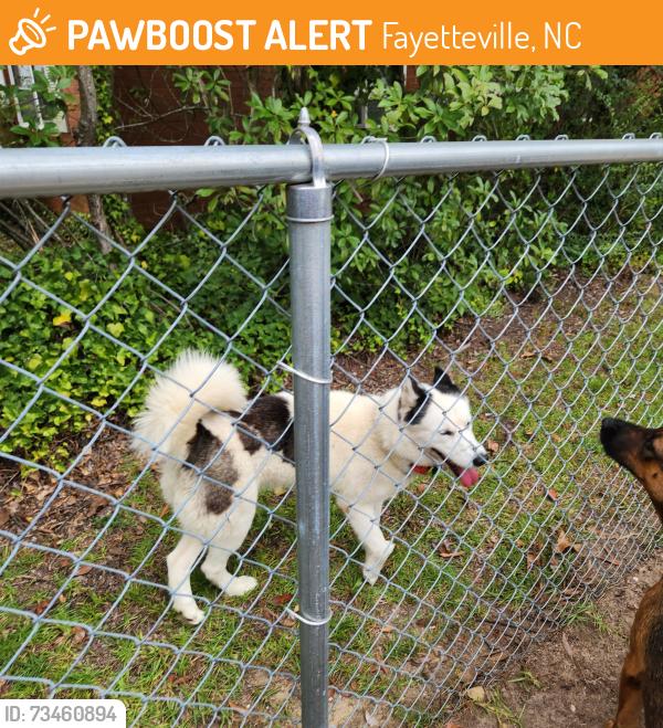 Found/Stray Unknown Dog last seen Dunn rd Fayetteville, Fayetteville, NC 28301