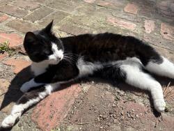 Lost Male Cat last seen E.B. Aycock Middle School, neighborhoods nearby that school, Greenville, NC 27858