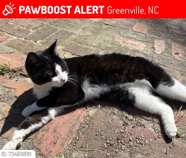Lost Male Cat last seen E.B. Aycock Middle School, neighborhoods nearby that school, Greenville, NC 27858