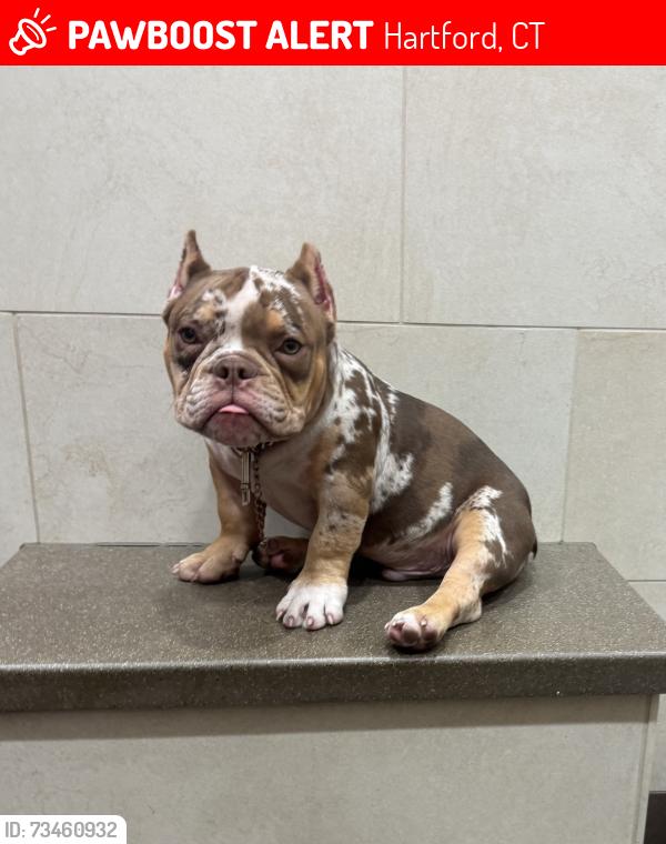 Lost Male Dog last seen Main st Hartford ct, Hartford, CT 06103