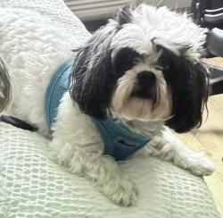 Reunited Female Dog last seen Teichman Ct, Prunedale, CA 93907