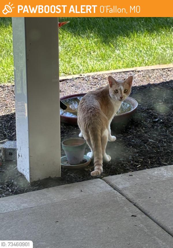 Found/Stray Unknown Cat last seen Emge Rd/ Sunset Ln 63366, O'Fallon, MO 63376