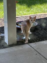 Found/Stray Unknown Cat last seen Emge Rd/ Sunset Ln 63366, O'Fallon, MO 63376