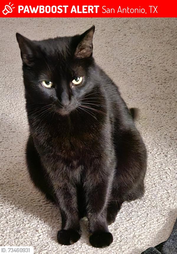 Lost Female Cat last seen Bandera RD, San Antonio, TX 78254