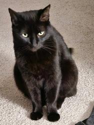 Lost Female Cat last seen Bandera RD, San Antonio, TX 78254