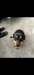 Lost Male Dog last seen Jefferson Ave open area, Murrieta, CA 92562