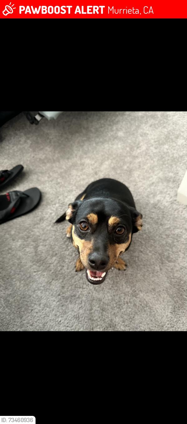 Lost Male Dog last seen Jefferson Ave open area, Murrieta, CA 92562