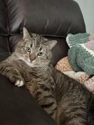Lost Male Cat last seen Near the Country Store, Pennsdale, PA 17756