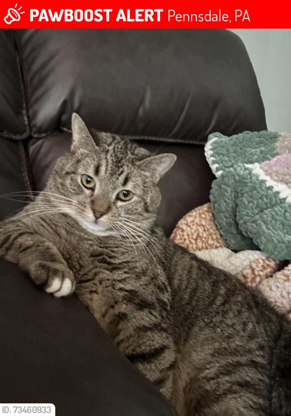 Lost Male Cat last seen Near the Country Store, Pennsdale, PA 17756