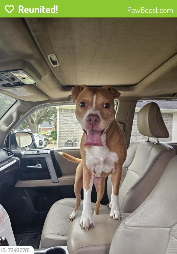 Reunited Female Dog last seen Bristol Bend Ln, Dickinson, TX 77539, USA, Dickinson, TX 77539