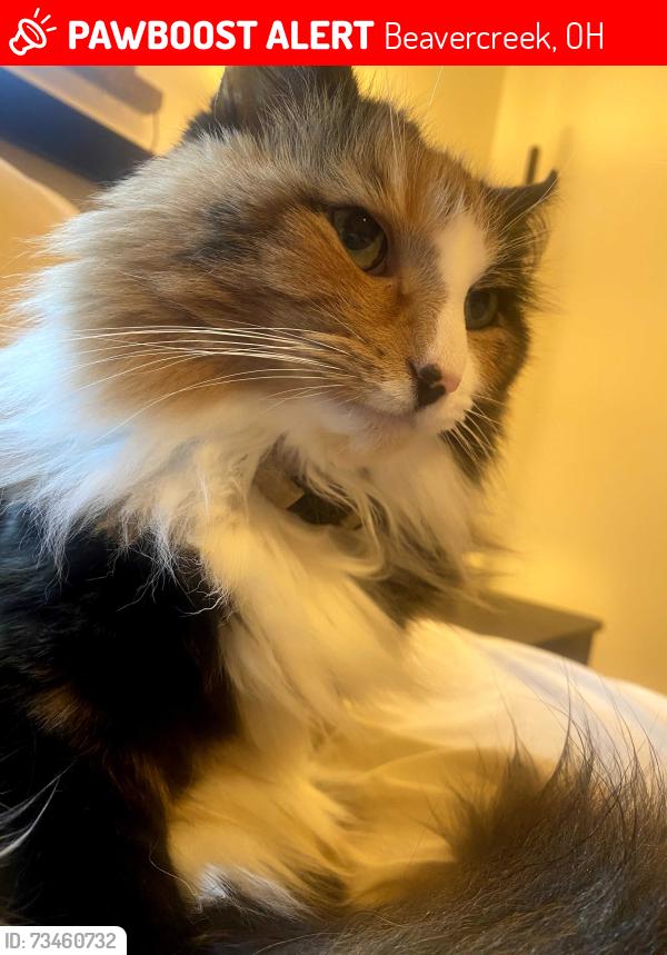 Lost Female Cat last seen Tanglewood Dr Beavercreek, Beavercreek, OH 45440