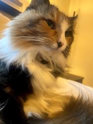 Lost Female Cat last seen Tanglewood Dr Beavercreek, Beavercreek, OH 45440