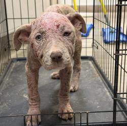 Shelter Stray Female Dog last seen 98th Avenue, OAKLAND, CA, 94603, 8323 Baldwin St, Oakland, CA 94621, USA