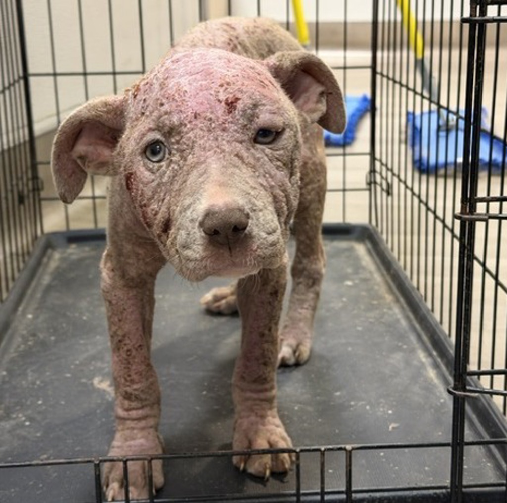 Shelter Stray Female Dog last seen 98th Avenue, OAKLAND, CA, 94603, 8323 Baldwin St, Oakland, CA 94621, USA