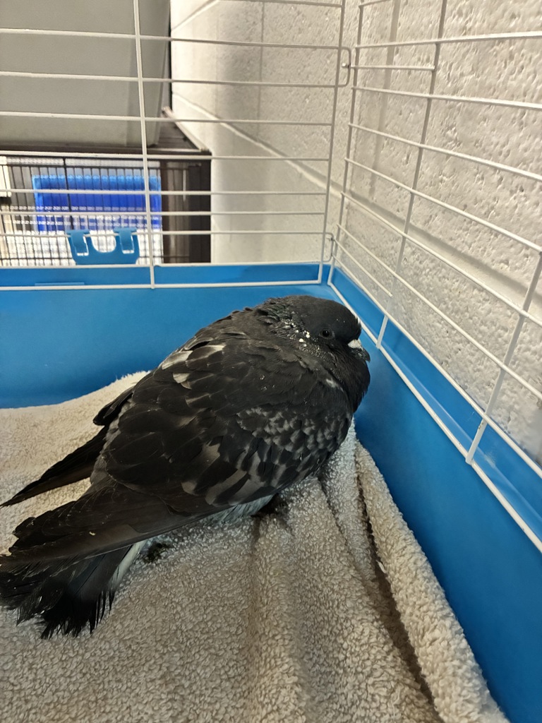 Shelter Stray Male Other last seen Near E South Temple Street, SALT LAKE CITY, UT, 84111, 511 W 3900 S, Salt Lake City, UT 84123, USA