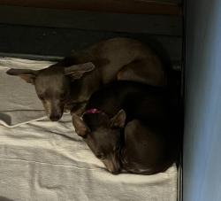 Shelter Stray Female Dog last seen Near Ashford Street, San Diego, CA, 92111, 5500 Gaines St, San Diego, CA 92110, USA