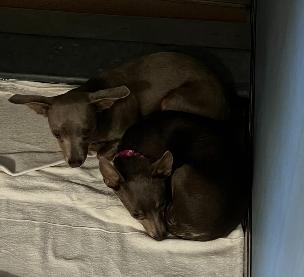 Shelter Stray Female Dog last seen Near Ashford Street, San Diego, CA, 92111, 5500 Gaines St, San Diego, CA 92110, USA