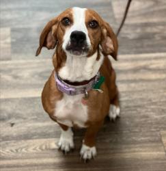 Shelter Stray Female Dog last seen Near Oceanview Boulevard, San Diego, CA, 92113, 5500 Gaines St, San Diego, CA 92110, USA