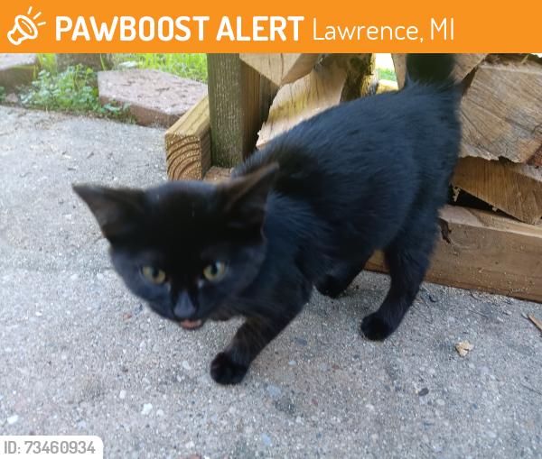 Found/Stray Male Cat last seen Red Arrow Hwy and 56th St, Lawrence, MI 49064