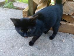 Found/Stray Male Cat last seen Red Arrow Hwy and 56th St, Lawrence, MI 49064