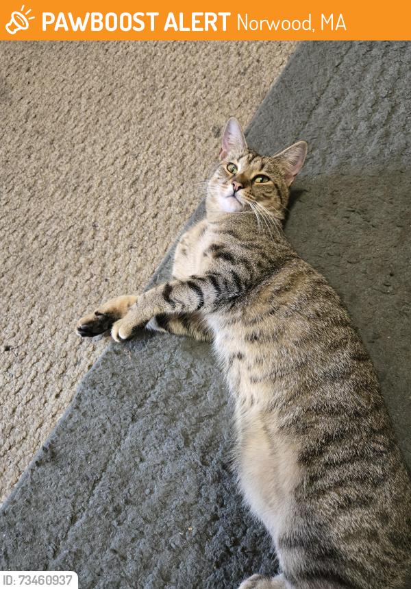 Found/Stray Female Cat last seen Washington street, Norwood, MA 02062
