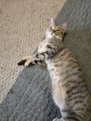 Found/Stray Female Cat last seen Washington street, Norwood, MA 02062