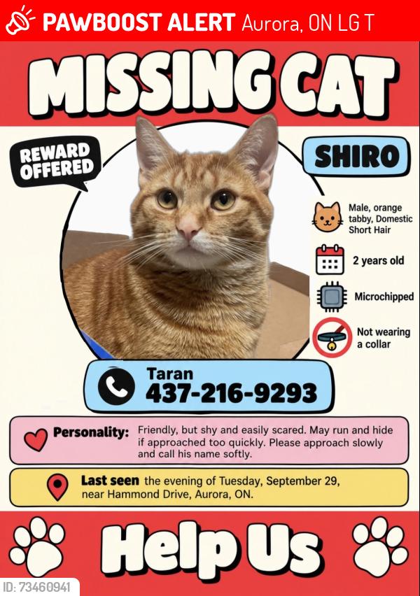 Lost Male Cat last seen Bathurst St & Wellington St W, Aurora, ON L4G 2T8