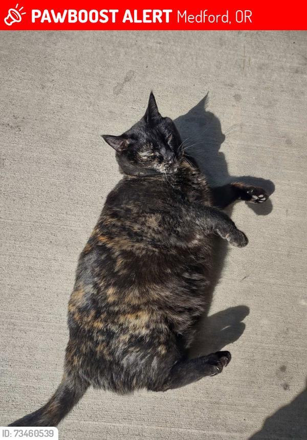 Lost Female Cat last seen Near Alma Drive Off of Crate Lake Ave, Medford, OR 97504