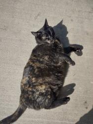 Lost Female Cat last seen Near Alma Drive Off of Crate Lake Ave, Medford, OR 97504