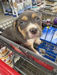 Lost Male Dog last seen Perlino, Murfreesboro, TN 37128