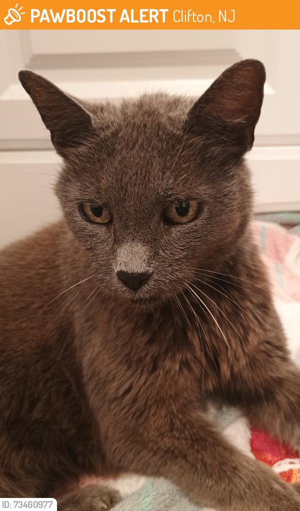 Found/Stray Female Cat last seen Sherman Place and Park Ave, Clifton, NJ 07011