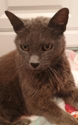 Found/Stray Female Cat last seen Sherman Place and Park Ave, Clifton, NJ 07011