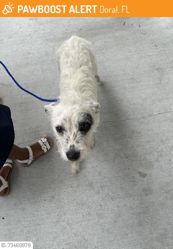 Found/Stray Female Dog last seen Near nw 36 st miami fl 33142, Doral, FL 33122