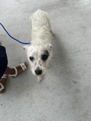 Found/Stray Female Dog last seen Near nw 36 st miami fl 33142, Doral, FL 33122