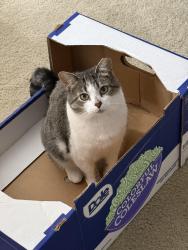 Reunited Female Cat last seen Clyo/alex bell, Dayton, OH 45459
