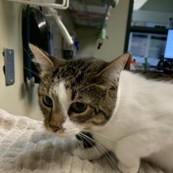 Shelter Stray Male Cat last seen , 361 S Raymond Ave, Pasadena, CA 91105, USA