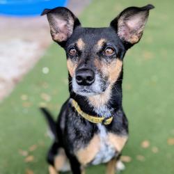 Shelter Stray Female Dog last seen , 8020 Washington St, Port Richey, FL 34668, USA