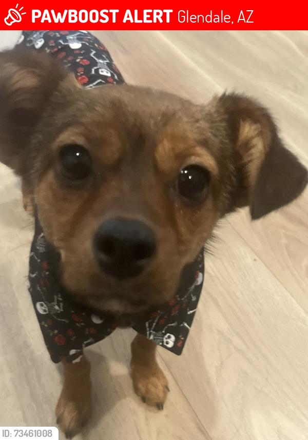 Lost Male Dog last seen Prose Desert River apmts, Glendale, AZ 85305