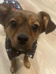Lost Male Dog last seen Prose Desert River apmts, Glendale, AZ 85305